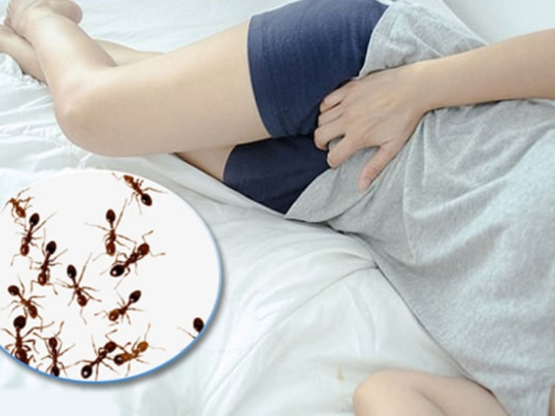 quần lót bị kiến bu
