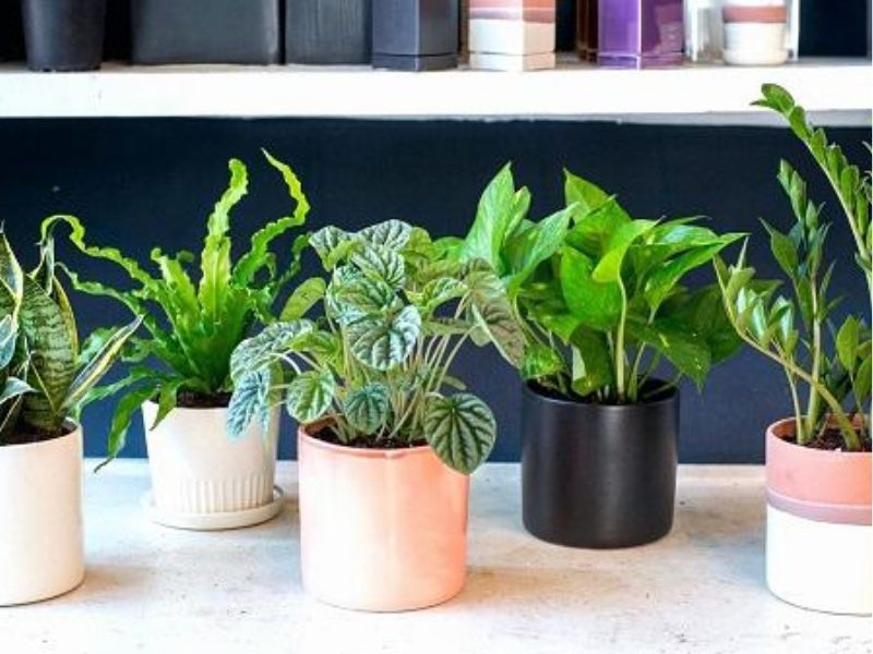 quà 20/10 cho các bạn nữ trong lớp tặng chậu cây cảnh mini để bàn