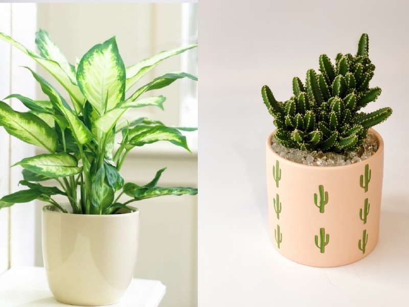 quà tặng 20/11 cho thầy cô tặng chậu cây nhỏ xinh