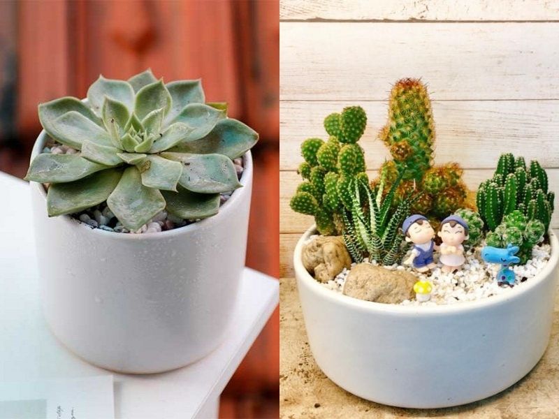 tặng cây mini làm quà giáng sinh