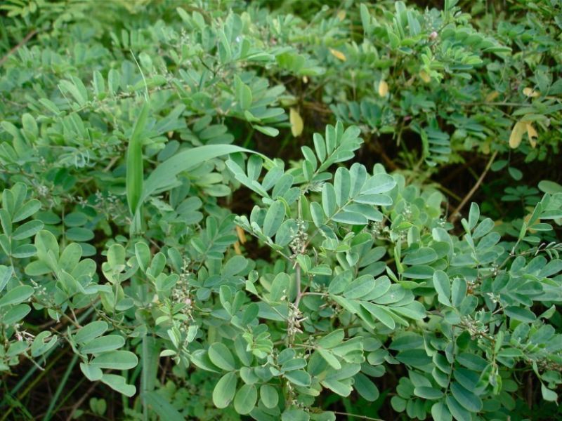 màu chàm